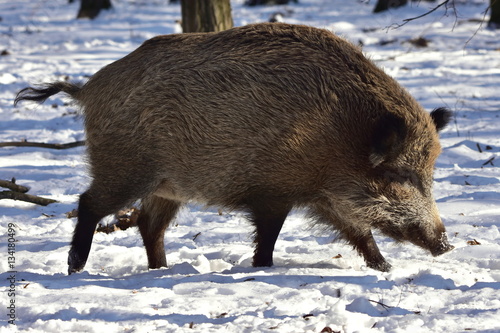 central european boar
