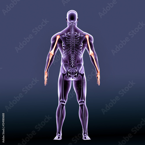 3d illustration human back joint bones © PIC4U
