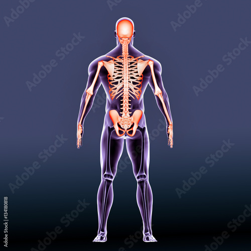 3D Illustration of Skull with Spine, Ribs and Hip joints 