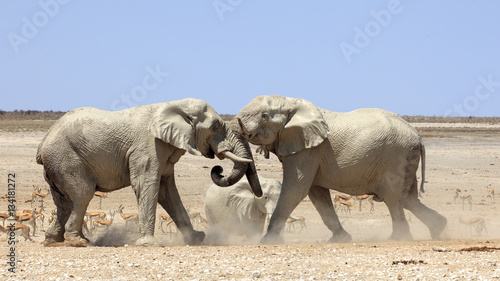 Elephants  fighting in Etosha park Namibia