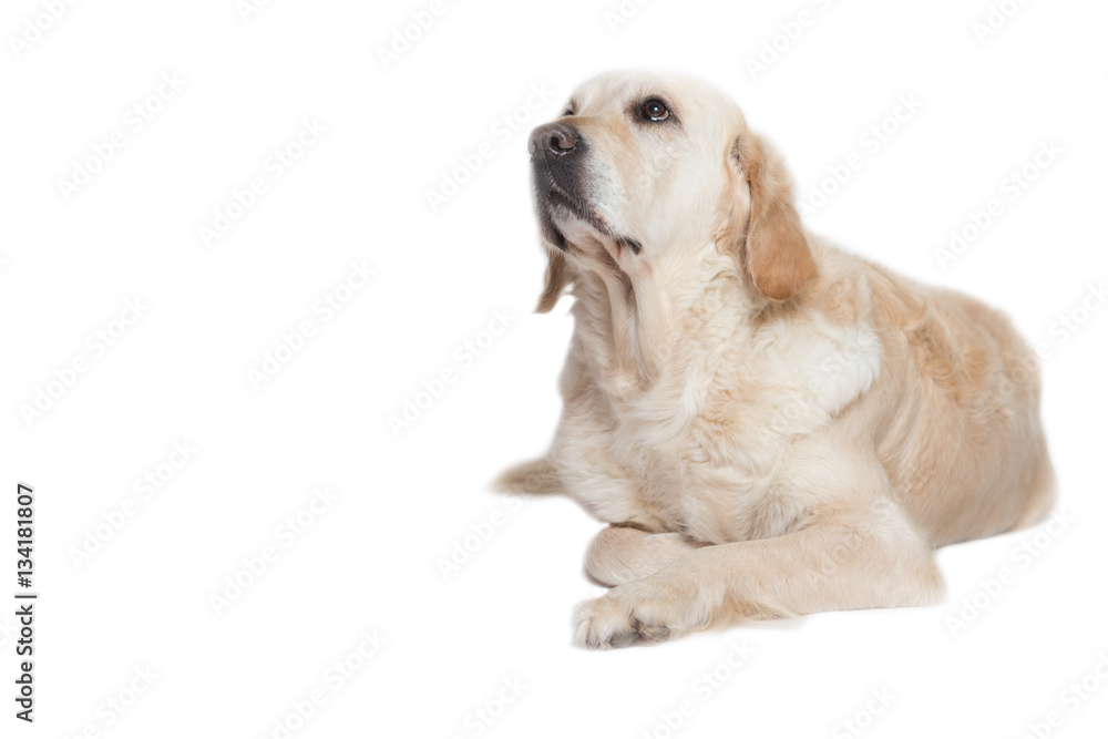 Lovely Golden Retriever Dog is lying with its front paws crossed and is looking up. Isolated on the white background.
