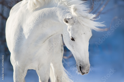 White horse with long mane portrait in motion in winter day 