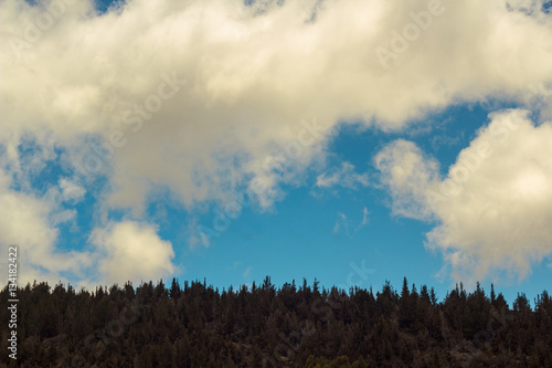 Fototapeta Naklejka Na Ścianę i Meble -  Forest and sky