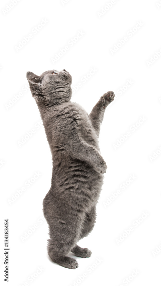 Fototapeta premium gray kitten isolated