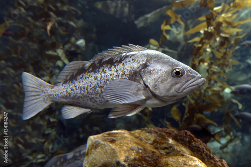 Fish Largemouth bass (Micropterus salmoides) ,close up detail
