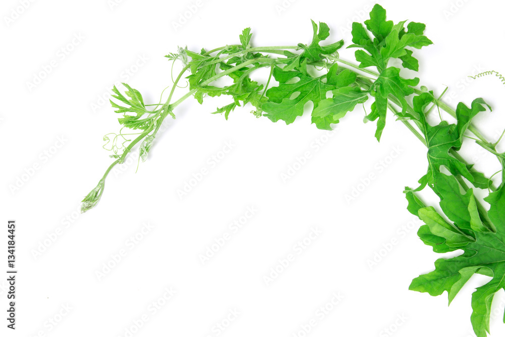 green creeping plant on white background green creeping plant on white background