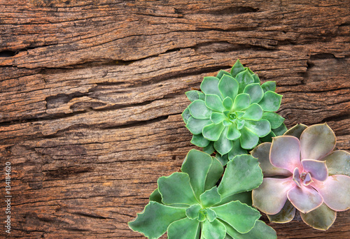 arrangement of succulents or cactus on wooden background as fram photo