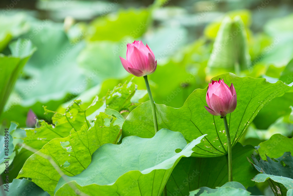 Lotus, waterlily