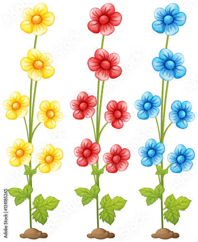 Flowers in three colors