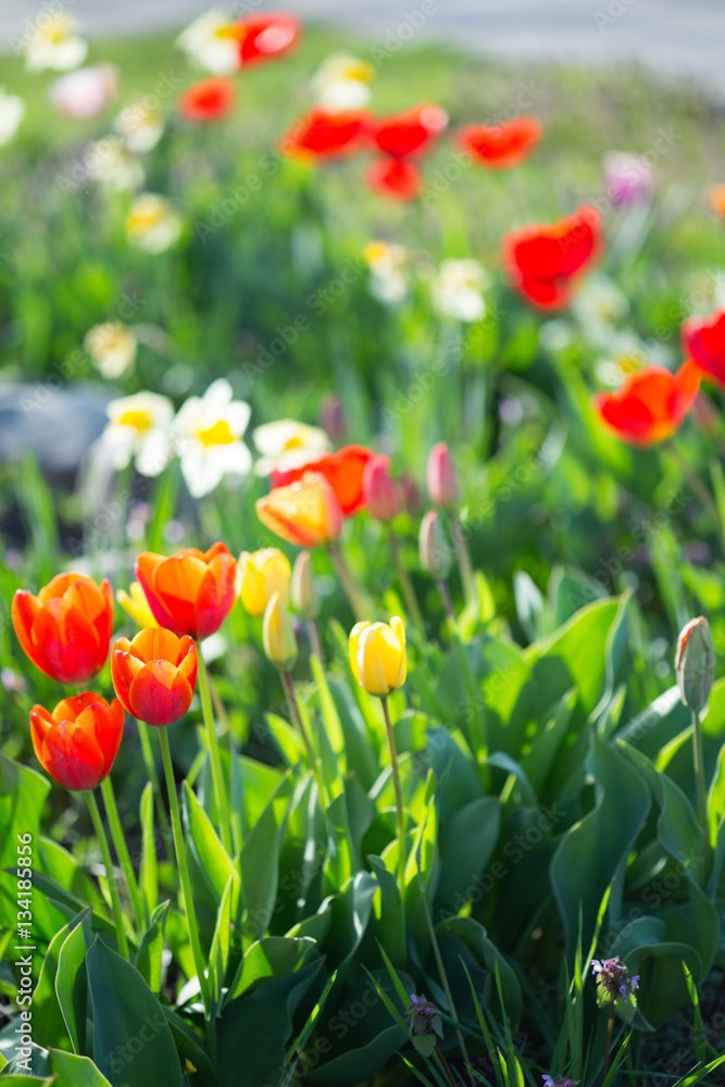 Fototapeta premium Multi-colored tulips