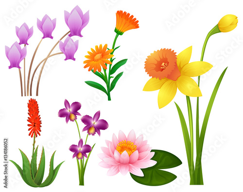 Different kinds of tropical flowers © GraphicsRF