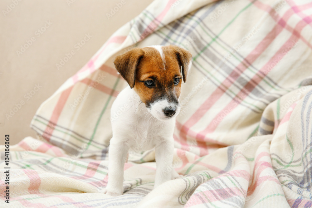 Cute little puppy on sofa at home Cute little puppy on sofa at home
