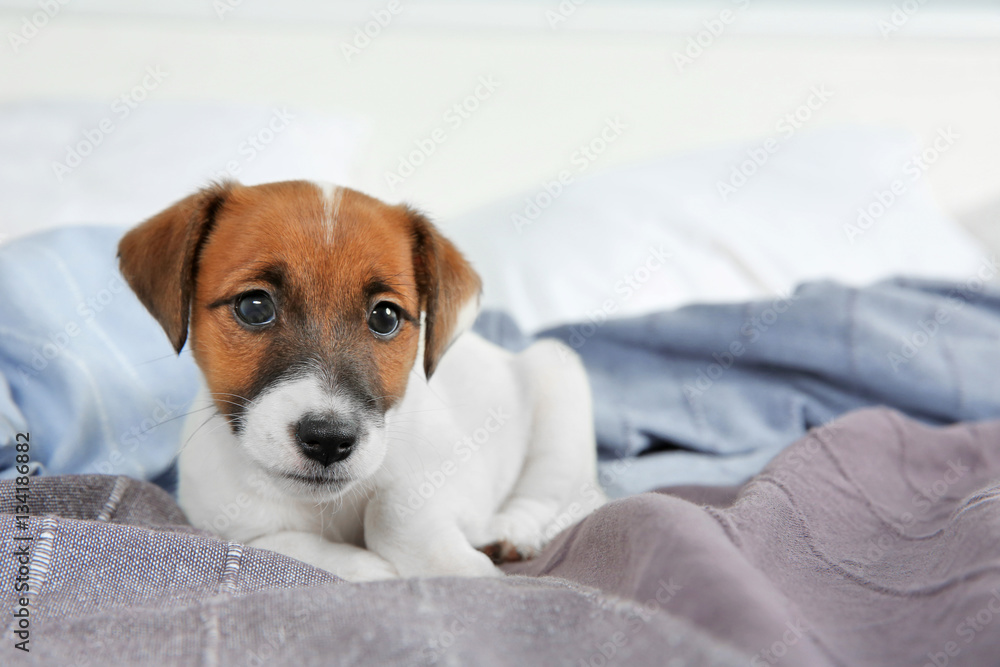 Cute funny puppy lying on bed at home Cute funny puppy lying on bed at home
