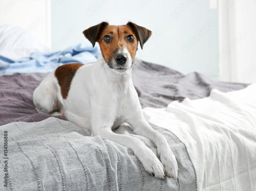 Obraz premium Cute funny dog lying on bed at home