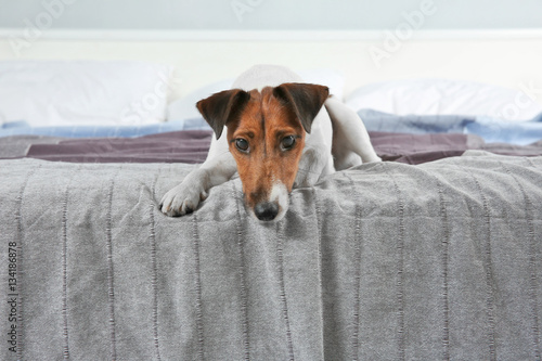 Cute funny dog lying on bed at home