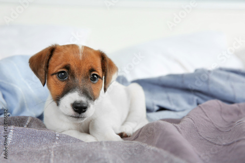 Cute funny puppy lying on bed at home © Africa Studio
