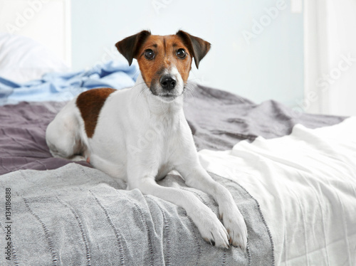 Cute funny dog lying on bed at home