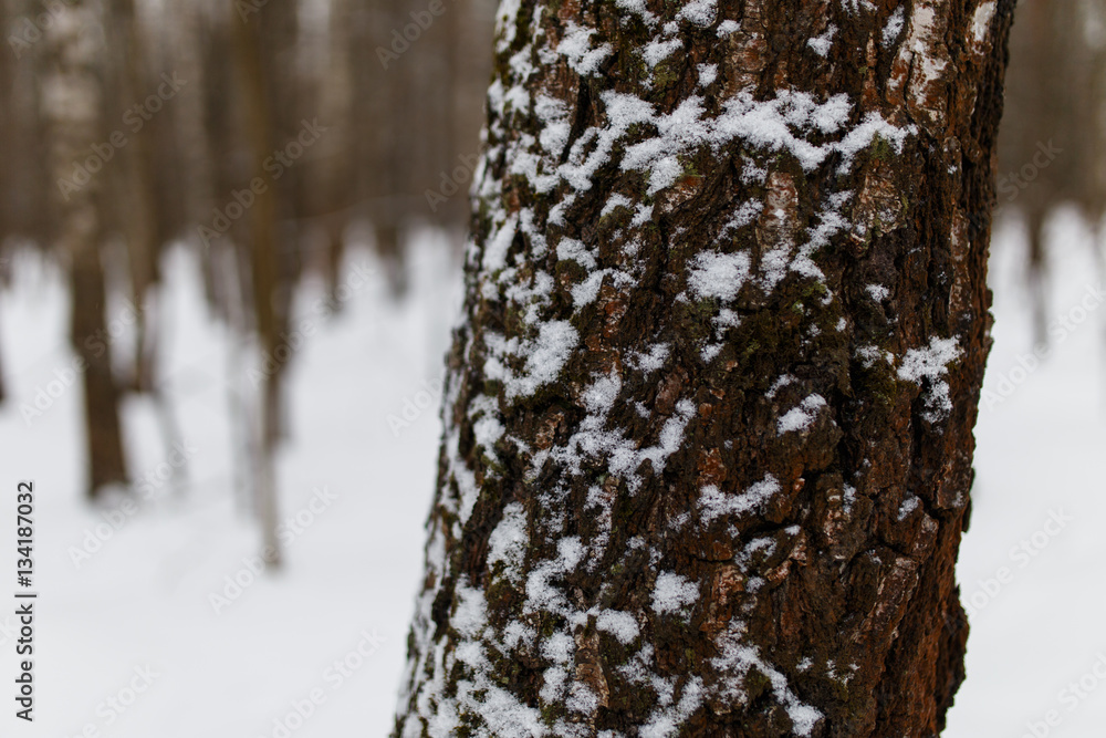Winter trees in forest close-up