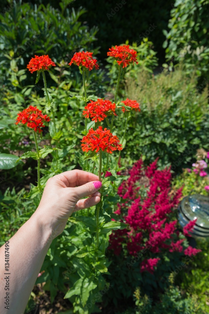 Naklejka premium Sommergartenzeit