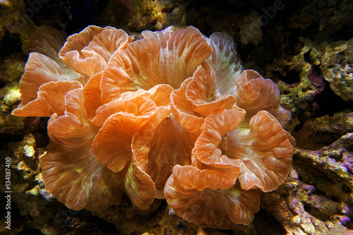 Fox coral (Nemenzophyllia turbida). Hard coral with large polyps. photo