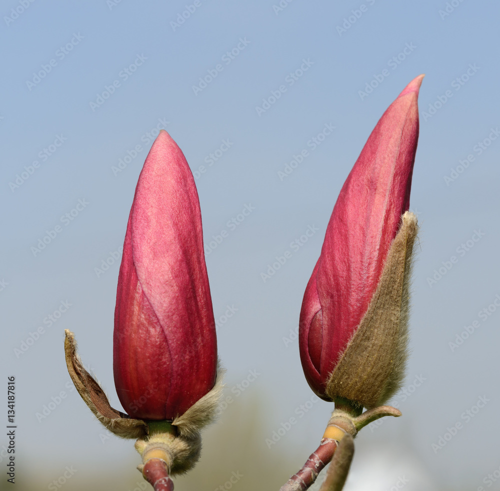 Fototapeta premium Couple magnolia flower buds that are ready to burst.