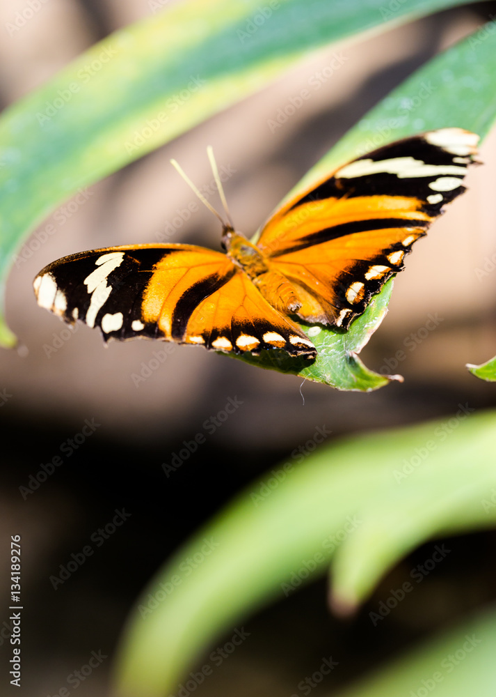 Fototapeta premium Tiger Longwing Heliconius hecale with open wings lies on green l