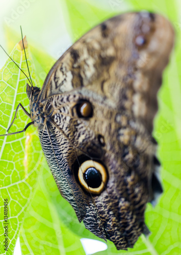 Giant Owl Caligo telamonius memnon stands on green leaf. Macro s photo