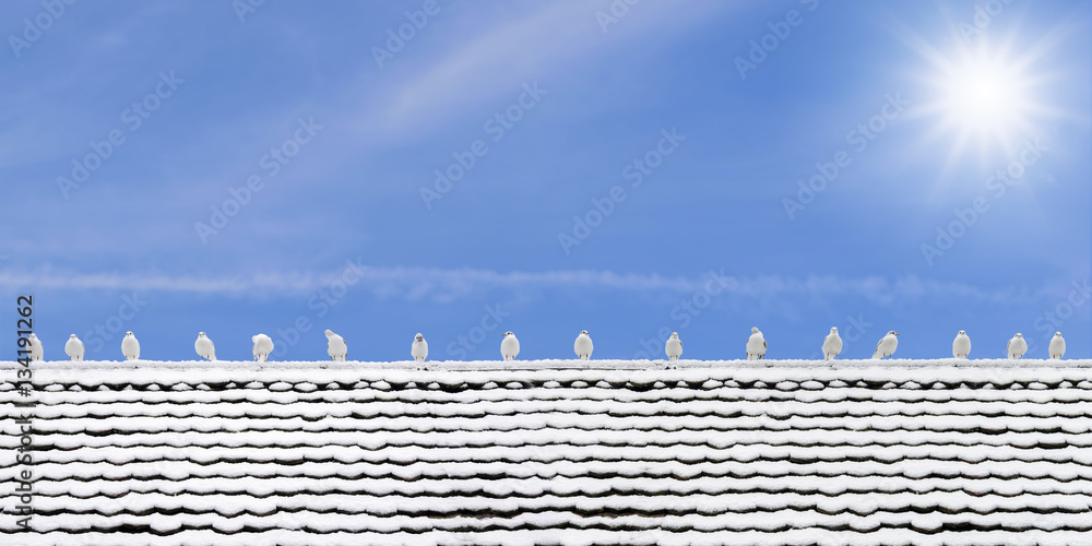 Naklejka premium Many seagulls perched on a wooden roof covered with snow in the winter in the city of Lucerne, Switzerland.