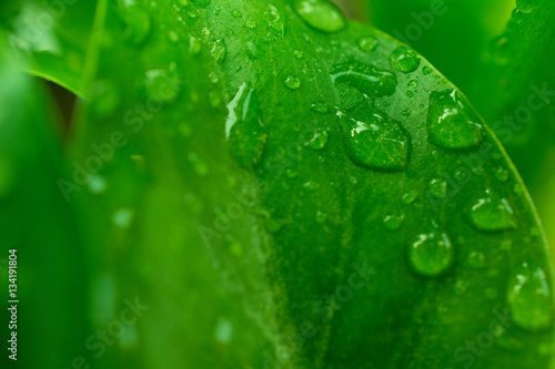 Drops Water on Green Leaves /Macro Close Up