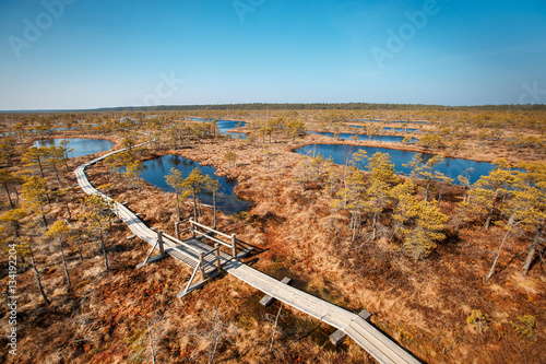 Big swamp wetlands Kemeri national park, Latvia photo