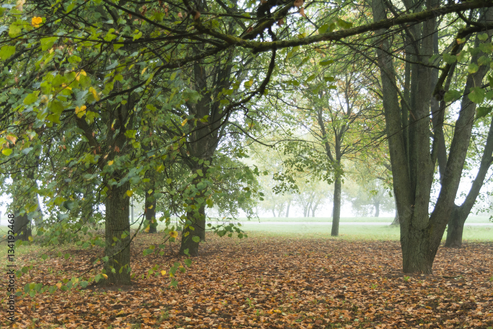 Fototapeta premium Fog in the park, Chizhovsky park, Minsk, Belarus, October, autumn, morning,