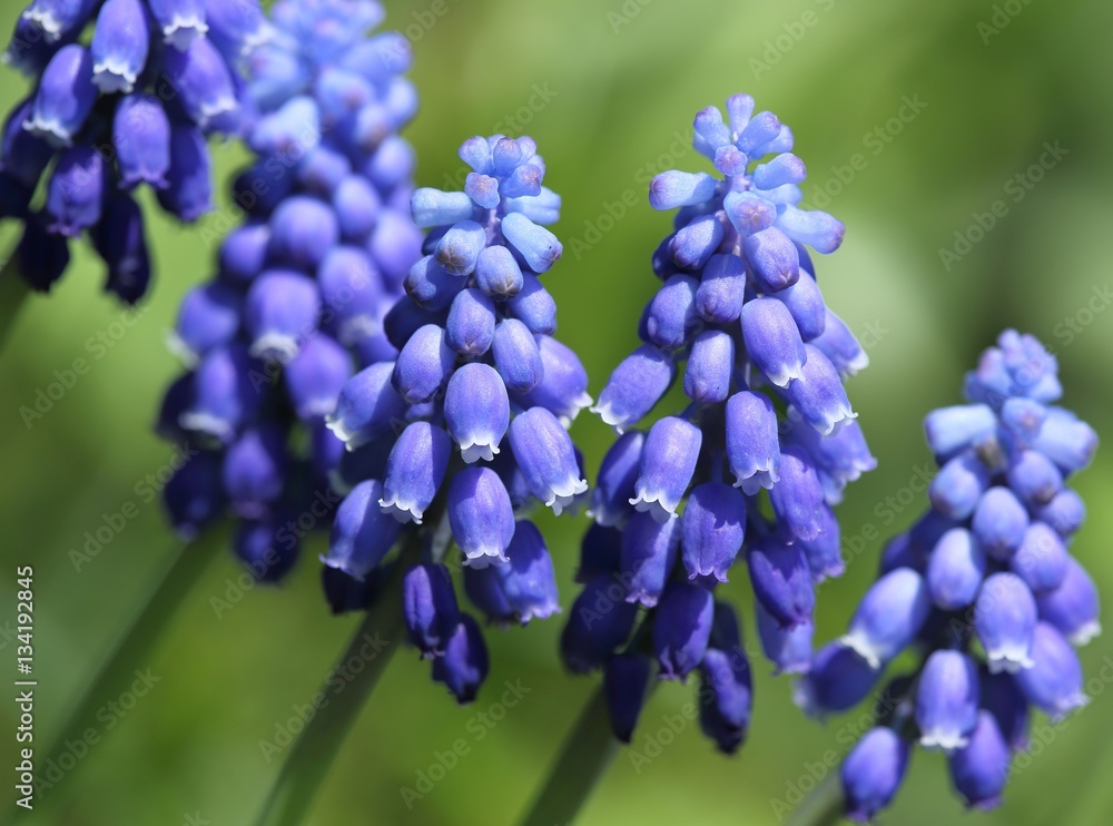 Grape hyacinths. Grape hyacinths.