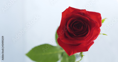 single red rose in glass on blue wood table  4k photo