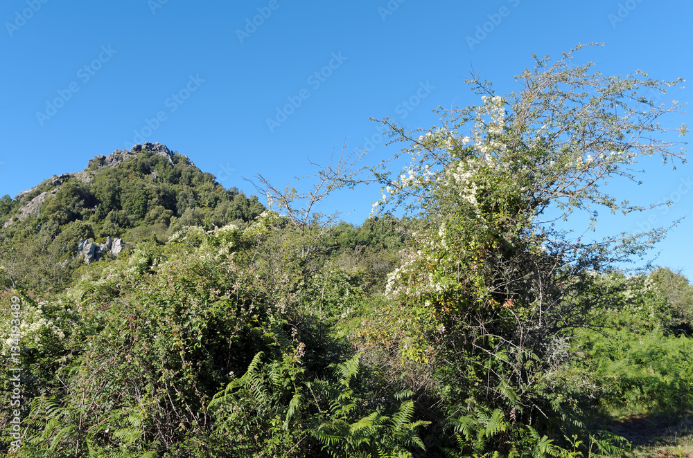 montagne et maquis de Costa verde en Haute Corse