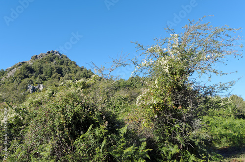 montagne et maquis de Costa verde en Haute Corse
