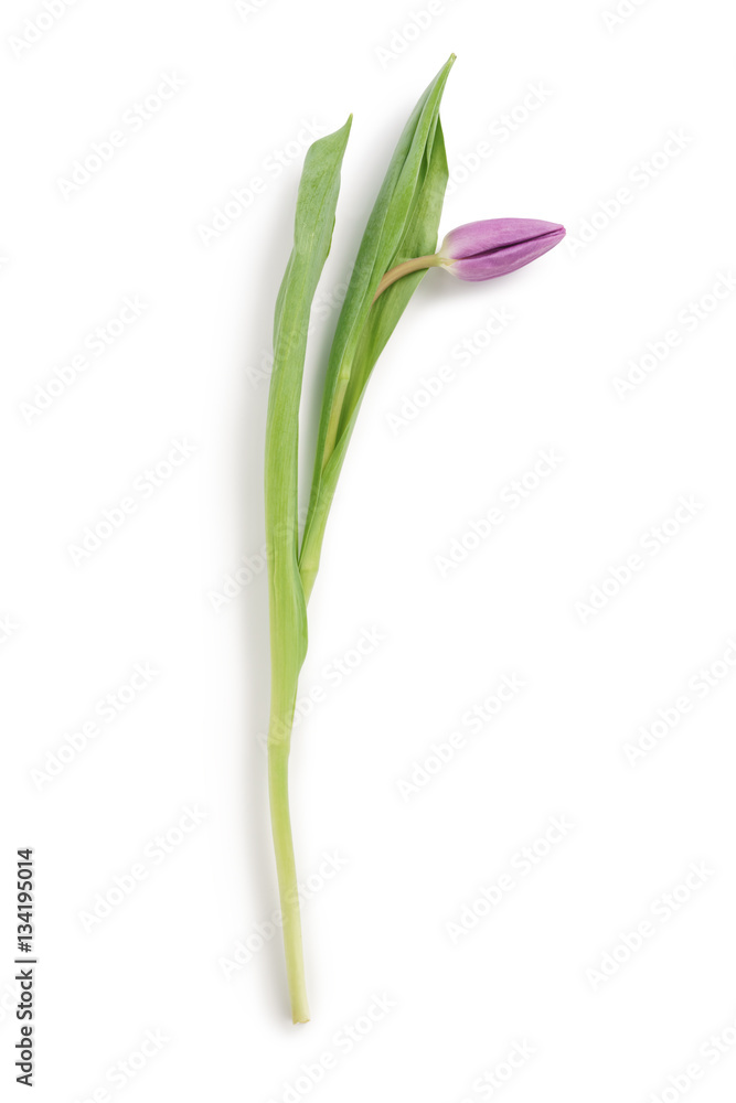 fresh purple tulip shot from above isolated on white background fresh purple tulip shot from above isolated on white background