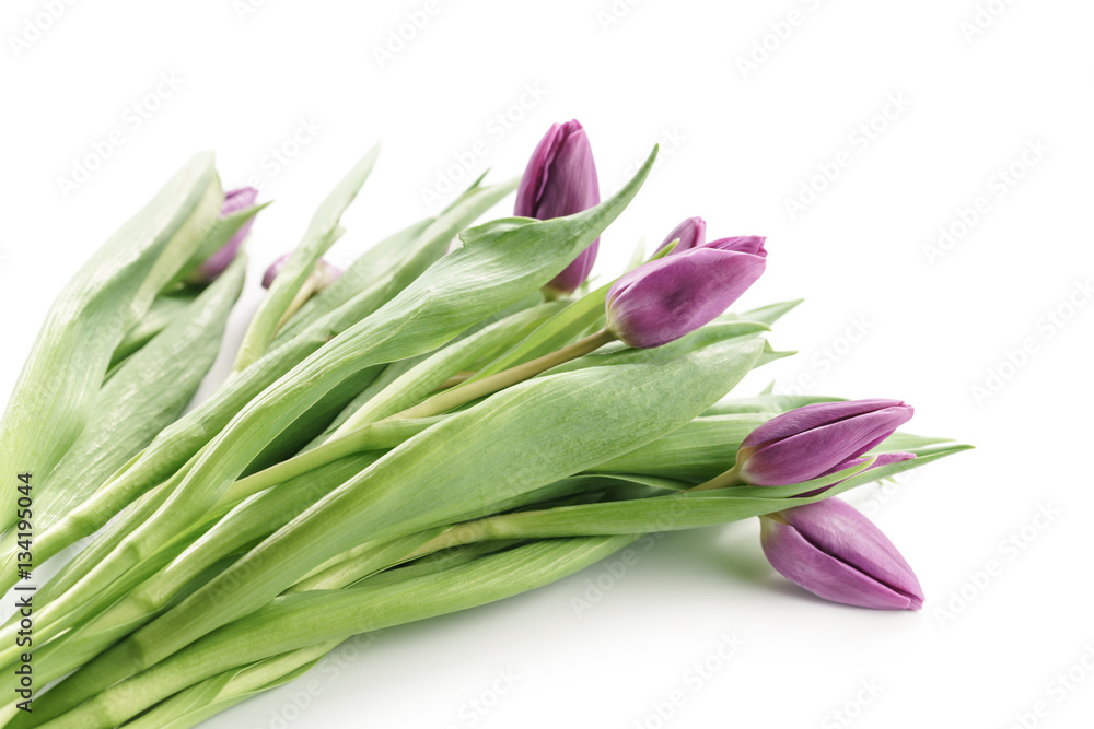 Naklejka premium fresh purple tulips isolated on white background