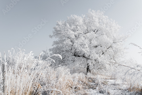 Lonely tree in winter photo