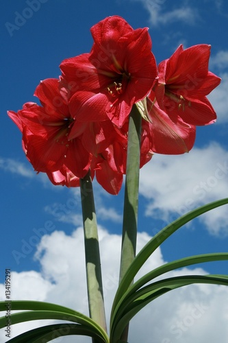 Blooming Pink Amaryllis  Hippeastrum  with Blue Sky