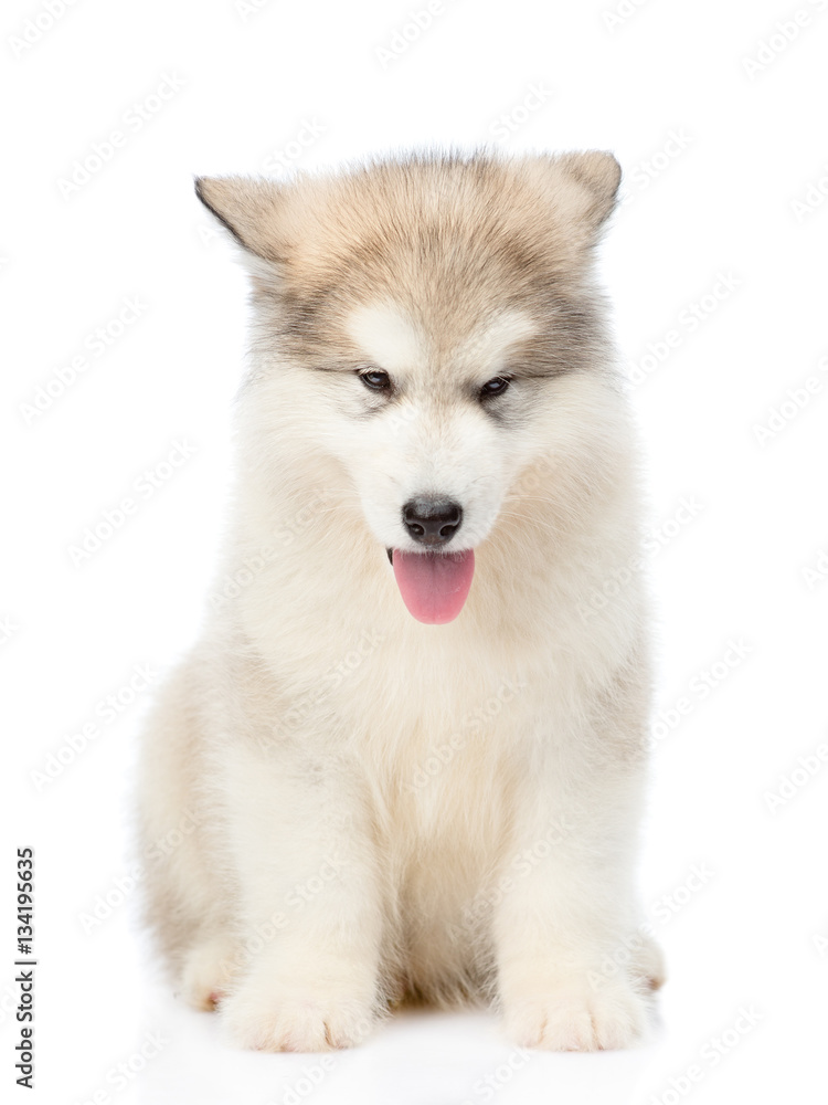 Alaskan malamute puppy sitting in front view. isolated on white