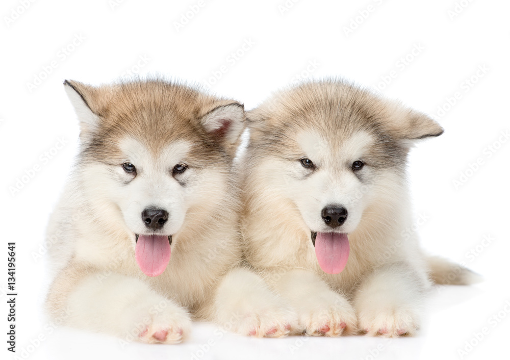 Two alaskan malamute puppies lying in front view. Isolated on white Two alaskan malamute puppies lying in front view. Isolated on white