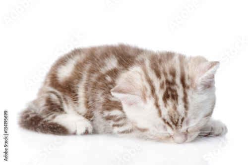 Wallpaper Mural Tiny kitten sleeping. isolated on white background Torontodigital.ca