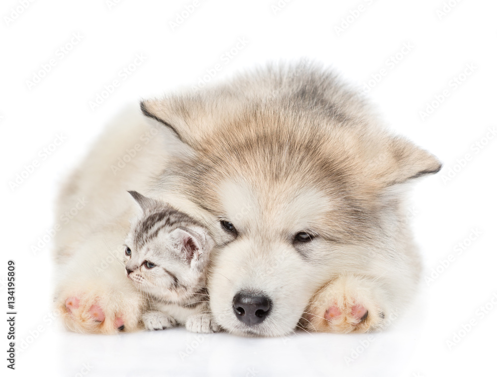 Fototapeta premium Alaskan malamute puppy embracing tiny kitten. isolated on white