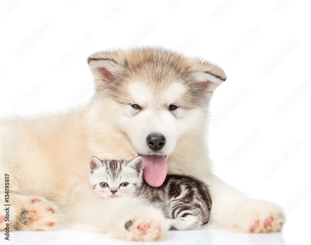 Cute puppy lying with tiny kitten. isolated on white background