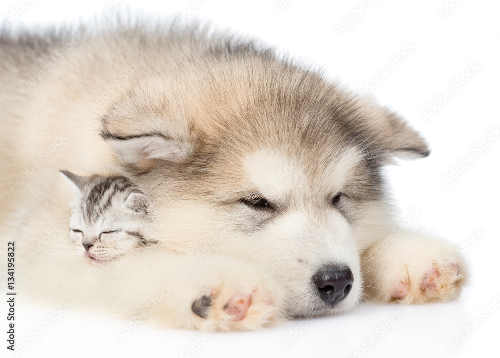 Puppy sleeping with kitten. isolated on white background Puppy sleeping with kitten. isolated on white background