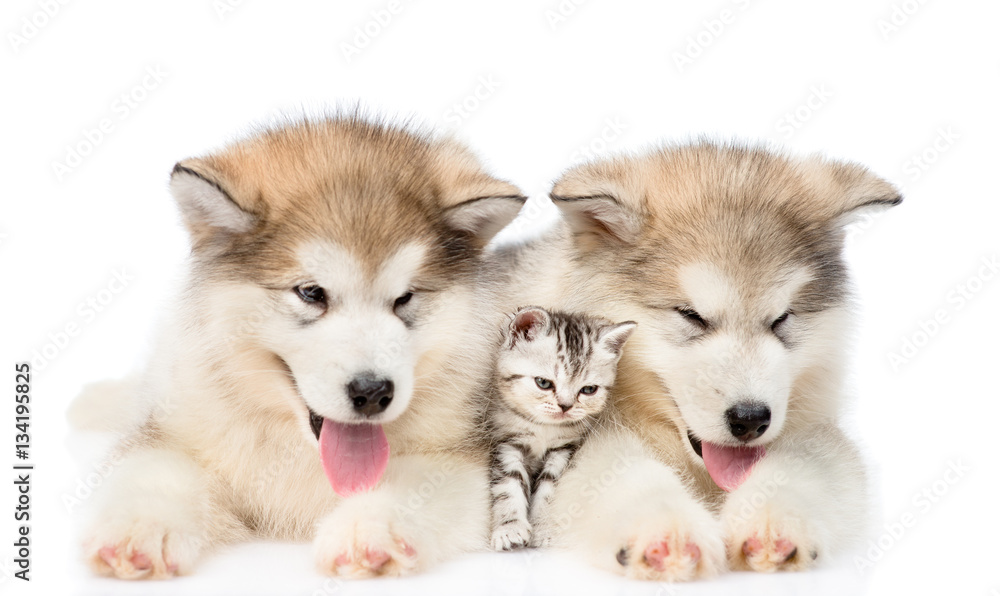 Two Alaskan malamute puppies lying with tiny kitten. Isolated on white