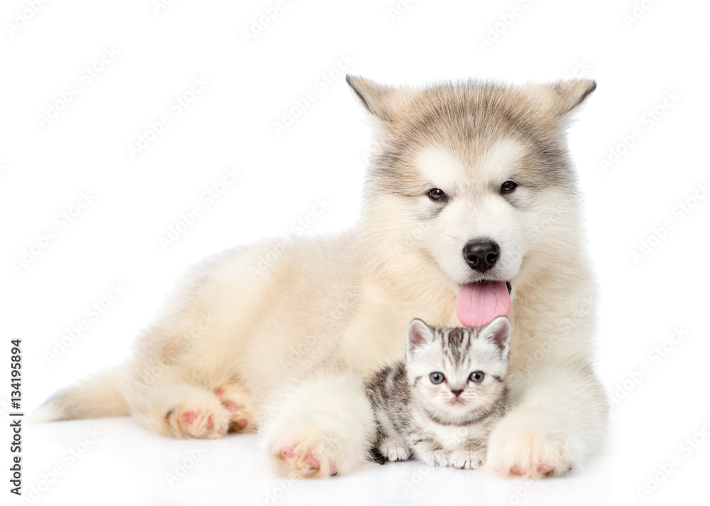 Dog and cat lying together. isolated on white background Dog and cat lying together. isolated on white background
