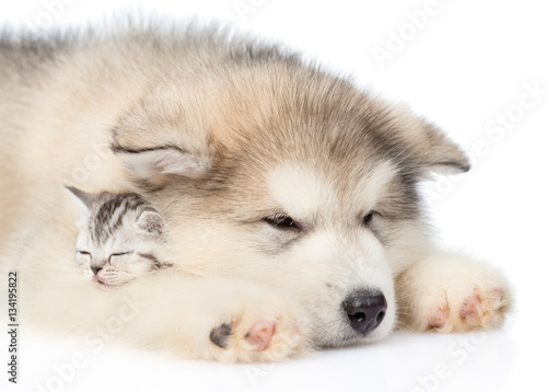 Puppy sleeping with kitten. isolated on white background