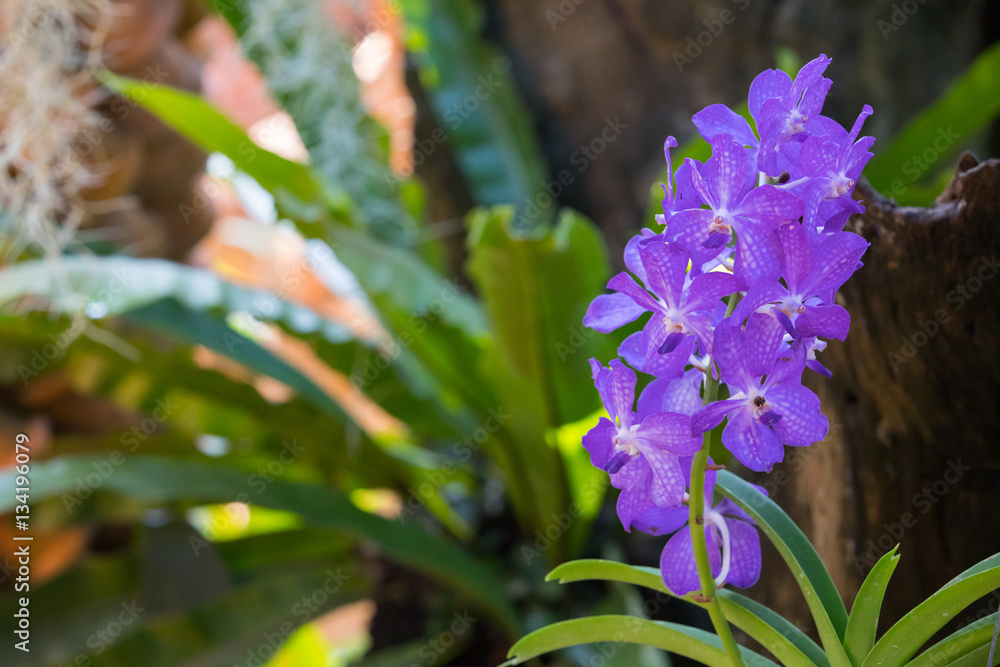 Fototapeta premium purple orchid