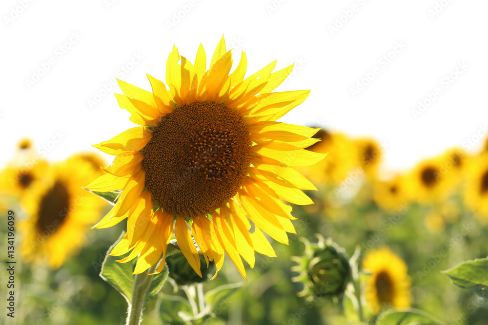 Fototapeta premium Sunflowers in the field, outdoors